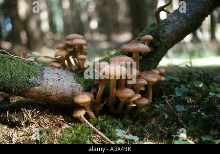 Botanique, champignons, Strophariaceae, aulne, Scalycap (Pholiota alnicola), au tronc de l'arbre moussu, uneatable, non comestibles, champignons Agaricus Banque D'Images