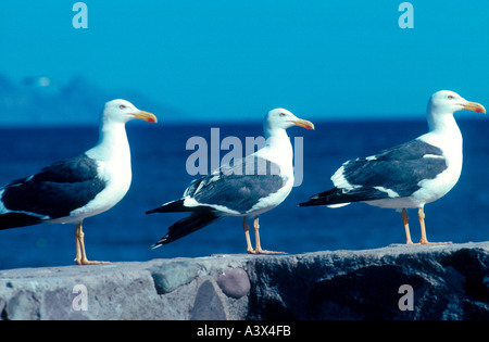 Trois grands goélands sur mur en face même direction Loreto Baja California Sur le Mexique Banque D'Images