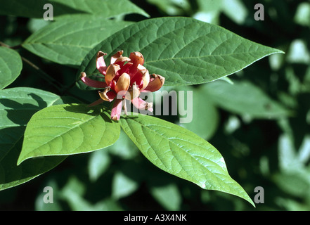 La botanique,, spicebush (Liriodendron tulipifera), oranger, rouge, fleurs, feuilles, feuilles, Calycanthaceae, buisson, arbuste, sweet, sweet arbuste Banque D'Images