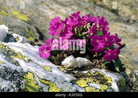 La botanique, primevère, Primula), poilu (primevère, Primula hirsuta), (en mousse, Primulaceae, Dilleniidae, Primulales, Banque D'Images