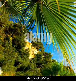 Feuilles de palmier sur une plage de Pine Bay Holiday Resort Kusadasi Turquie Banque D'Images