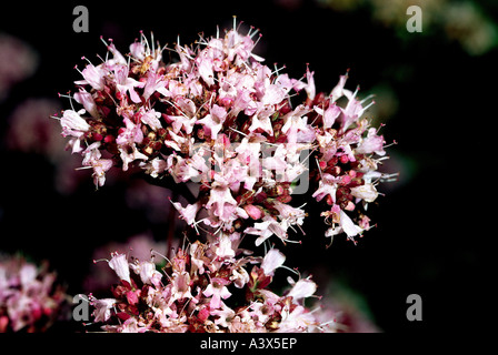 La botanique, la marjolaine (Origanum majorana), fleurs, mauve, lilas, fleurs, Majorana hortensis, douce, Marjolaine, Marjolaine nouée, Banque D'Images