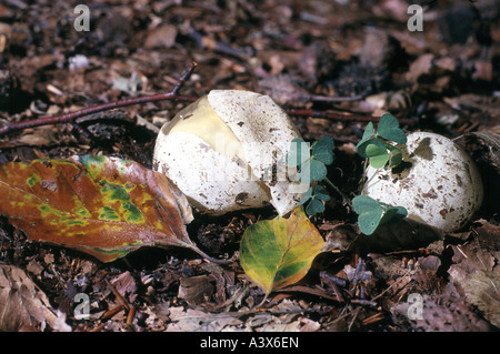 La botanique, les champignons, les Phallaceae, (phallus), (Phallus impudicus, Phalle impudique), au début de l'étape : sorcière oeuf, mangeable comme jeune sorcière oeuf, mus Banque D'Images