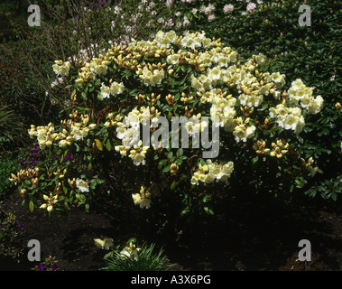 'La botanique, Rhododendron, 'Rhododendron Williamsianum - Rothenburg', arbuste à fleurs, fleur, fleurs, fleur, fleurs, blanc, ye Banque D'Images