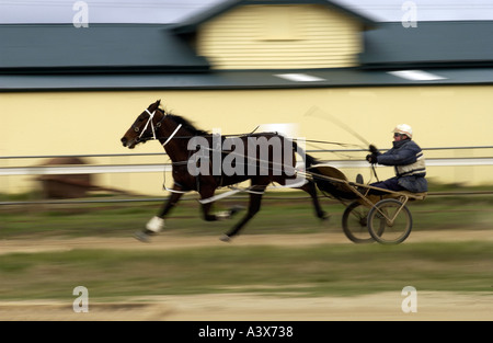 Trotting trackwork chevaux photo par Bruce Miller Banque D'Images