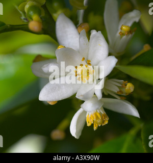 Citrus reticulata x Nova fleurs mandarin clementine Banque D'Images