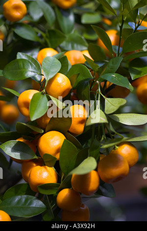 Citrus madurensis Calamondin fruits orange sur Bush Banque D'Images