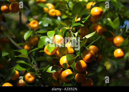 Citrus madurensis Calamondin fruits orange sur Bush Banque D'Images