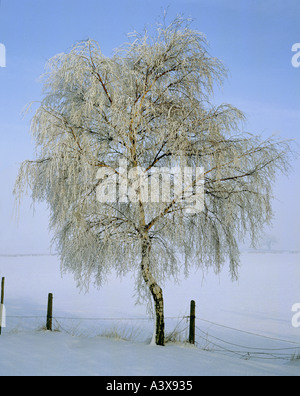 Photo verticale d'un seul bouleau verruqueux arbre dans le Lincolnshire Wolds UK avec manteau d'hiver de givre blanc Le givre Banque D'Images