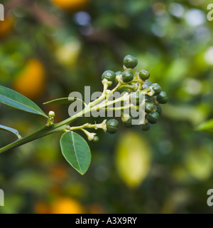 Citrus reticulata Kinokuni mandarin petit fruit on branch Banque D'Images