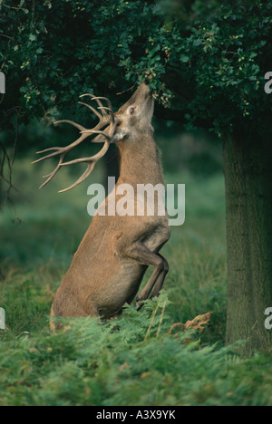 Red Deer [Cervus elaphus] Stag - parcourt - UK Banque D'Images