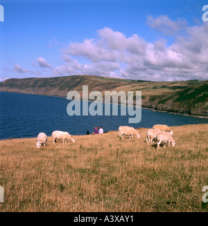 Moutons paître et deux femmes assises près de la côte à Ynys Lochtyn près de Llangranog surplombant la baie de Cardigan à Ceredigion pays de Galles Royaume-Uni KATHY DEWITT Banque D'Images