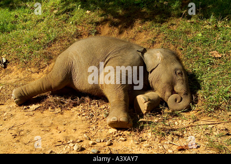 Veau de l'éléphant d'Asie Elephas maximus couchage Banque D'Images