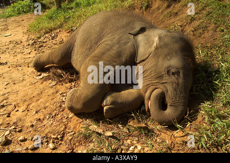 Veau de l'éléphant d'Asie Elephas maximus couchage Banque D'Images