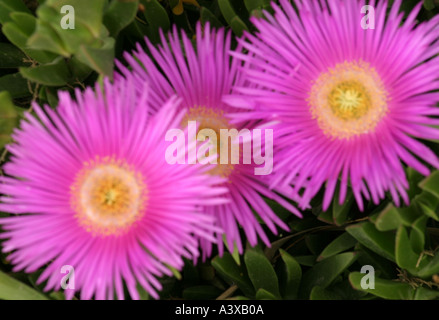 Trois fleurs roses Athènes Grèce Bellis perennis Daisy commun Banque D'Images