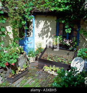 Les laitues croissant dans une cloche dans la petite maison de jardin au Centre for Alternative Technology Machynlleth Powys Pays de Galles UK Banque D'Images