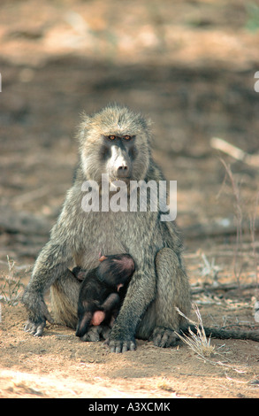 Le babouin Olive femelle suckling très jeune bébé dans la réserve nationale de Masai Mara au Kenya Banque D'Images