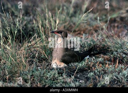 Zoologie / animaux, oiseaux, oiseaux / Collier (Glareola pratincola Glaréole,), l'élevage en nid, distribution : Afrique du Nord-Ouest, Banque D'Images