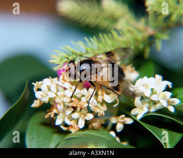 Zoologie / animaux, insectes, Volucella pellucens hoverfly,, sur les fleurs blanches, la distribution : l'Europe, l'hover-fly, Syrphidae, insecte Banque D'Images