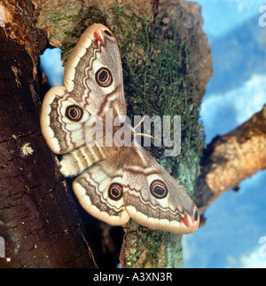 Zoologie / animaux, insectes, papillons, Papillon, de l'empereur moindre (Eudia pavonia), à bois, les ailes se propager, distribution : Europe pour Banque D'Images