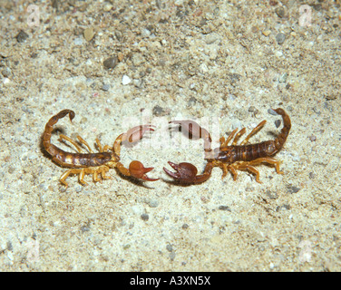 Zoologie /animaux, arachnide, scorpions, Politique Européenne, scorpion Buthus occitanus (), deux scorpions en lutte pose, distribution : Banque D'Images