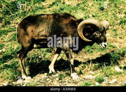 Zoologie / animaux, Mammifères Mammifères /, moutons, (Ovis), mouflons, (Ovis ammon musimon), distribution : Corse, Sardaigne, Netherland Banque D'Images