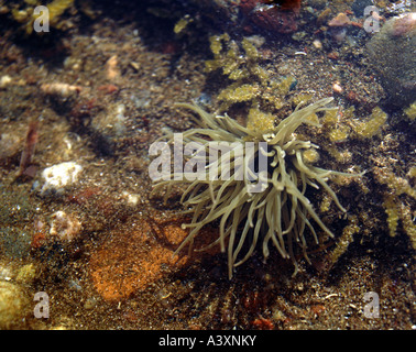 Zoologie / animaux, cnidaires, snakelocks méditerranéen, de l'anémone (Anemonia sulcata), en eau peu profonde, les tentacules, distribution : à Banque D'Images