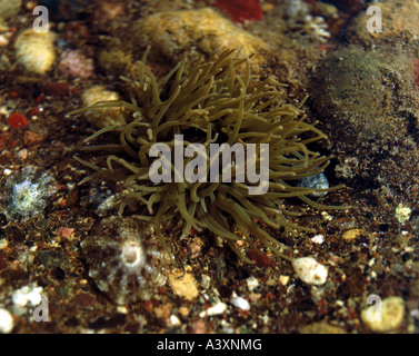 Zoologie / animaux, cnidaires, snakelocks méditerranéen, de l'anémone (Anemonia sulcata), en eau peu profonde, les tentacules, distribution : à Banque D'Images