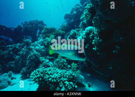 Zoologie / animaux, poissons, Haemulidae, Épinoche tachetée (Plectorhinchus gaterinus, rubberlip), à la barrière de corail, dans la mer rouge, des grognements, des Banque D'Images