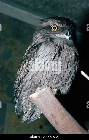 Zoologie / animaux / oiseau, aviaire, une grille supérieure, fauve (Podargus strigoides), Sitting on tree trunk, distribution : l'Australie, les oiseaux, Banque D'Images