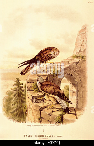 Zoologie / animaux, oiseaux / oiseaux, kestrel, (Falco tinnunculus), deux kestrels, assis au mur, distribution : Europe, grandes parties d'Asie, Afrique du Nord, régions africaines au sud du désert du Sahara, chromolithographie, après la peinture de Riefenthal, deuxième moitié du XIXe siècle, faucon, faucons, faucon, faucons, oiseaux, oiseau de proie diurne, rapaces, rapaces, historique, château, hulk, animal, Falconidae, oiseau de proie, ruine Banque D'Images