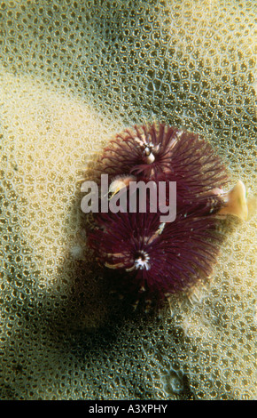 Zoologie / animaux, des annélides, ver arbre de Noël (Spirobranchus giganteus), plusieurs, colorés, sur la pierre de corail, branchies, vue d'en haut, Banque D'Images