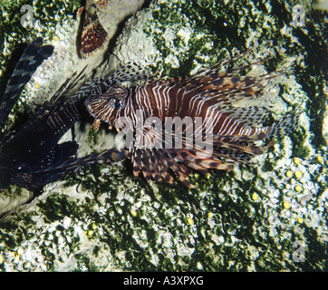 Zoologie / animal, poisson, poisson-papillon rouge, (Pterois volitans), dans les récifs coralliens, la distribution : Mer Rouge, Océan Indo-pacifique, tropical, tr Banque D'Images