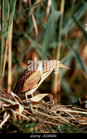 Zoologie / animaux / Oiseaux, oiseaux, butor étoilé (Botaurus stellaris), dans l'étagère, distribution : l'Eurasie, l'animal, l'échassier, Ard Banque D'Images