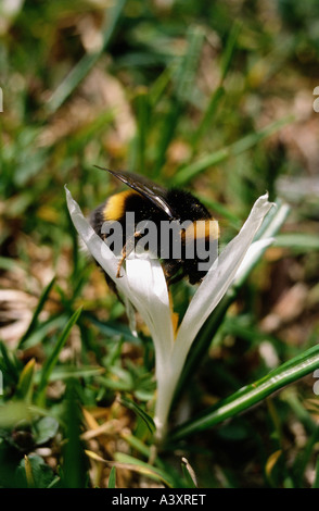 Zoologie / animaux, insectes, bourdons, Buff-tailed bumblebee, (Bombus terrestris), le crocus en fleurs, la récolte du pollen, distri Banque D'Images
