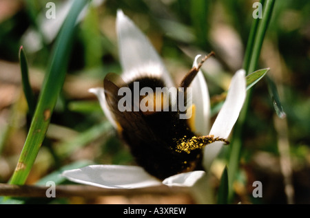 Zoologie / animaux, insectes, bourdons, Buff-tailed bumblebee, (Bombus terrestris), le crocus en fleurs, la récolte du pollen, distri Banque D'Images