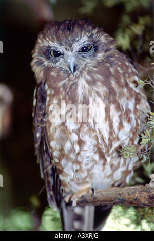 Zoologie / animaux, oiseaux, oiseaux / Boobook (Ninox novaeseelandiae), assis, sur branch, close-up, répartition, en vue frontale Banque D'Images