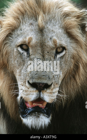 Lion (Panthera leo), mâle adulte, Afrique du Sud Banque D'Images