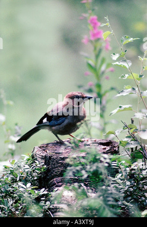 Zoologie / animaux / oiseaux aviaire, eurasien, Jay, (Garrulus glandarius), Sitting on tree stump, distribution : Europe, Nord de l'Afr Banque D'Images