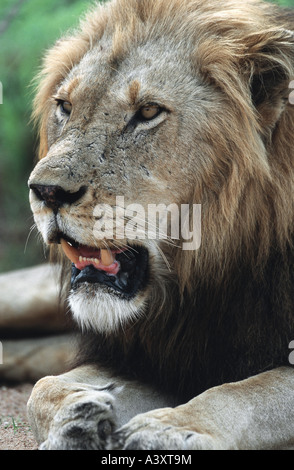 Lion (Panthera leo), mâle adulte, Afrique du Sud Banque D'Images