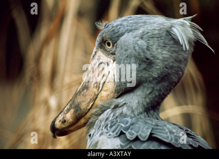 Zoologie / animaux / oiseaux aviaire,,, bec-en-sabot du Nil (Balaeniceps rex), détail : tête, close-up, de la distribution et du nord-est : UNE CENTRALE Banque D'Images