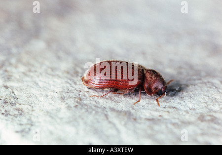 Drugstore beetle, drug store (charançon du pin, biscuit pain beetle) Stegobium paniceum (imago), Banque D'Images