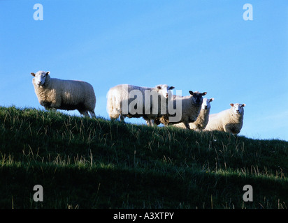 Zoologie / animaux, Mammifères Mammifères /, moutons, (Ovis), la viande, les moutons moutons allemand sur le quai, la distribution : le nord de l'Allemagne, une Banque D'Images