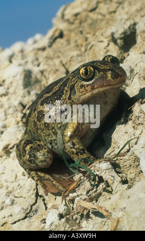 Zoologie / animaux, amphibien, crapauds, crapaud commun, (Pelobates fuscus), assis sur un sol rocailleux, distribution : Centrale- et E Banque D'Images