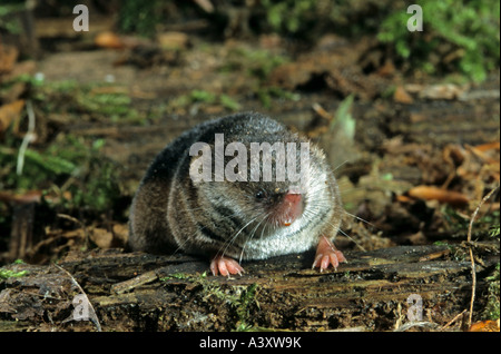 Musaraigne commune eurasienne, musaraigne commune (Sorex araneus), sur le bois pourri, portrait Banque D'Images