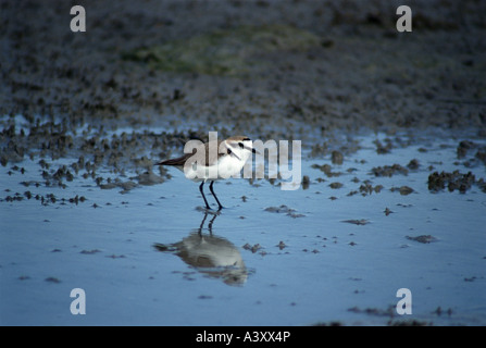 Zoologie / animaux / oiseaux aviaire,,, Gravelot Charadrius alexandrinus), (dans l'eau, lac, distribution : co Banque D'Images