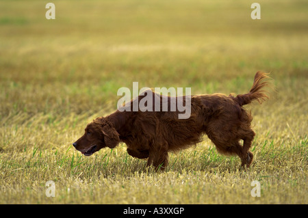 Setter Irlandais rouge Setter Irlandais, (Canis lupus f. familiaris), fonctionnant plus de champ de chaumes Banque D'Images