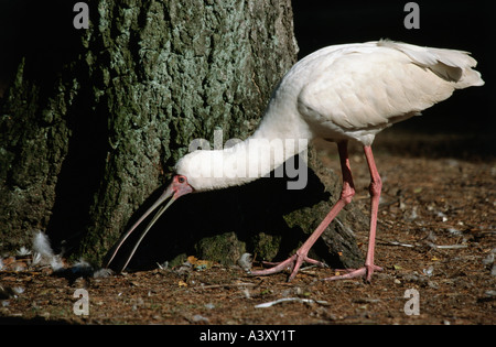 Zoologie / animaux / oiseaux aviaire, de l'Afrique, la spatule blanche (Platalea alba), l'alimentation à l'arbre, répartition géographique : Afrique, animal de compagnie, les pataugeoires bir Banque D'Images