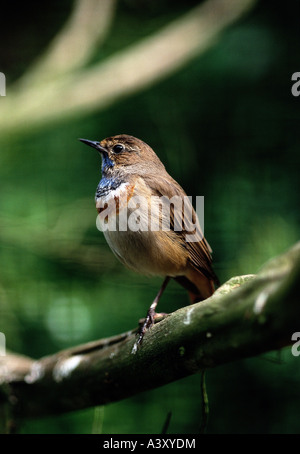 Zoologie / animaux / Oiseaux, oiseaux, gorgebleue à miroir, (Luscinia svecica), assis sur branche, distribution : Europe du Nord et centrale, Banque D'Images