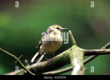 Zoologie / animaux / oiseaux aviaire, bergeronnette Citrine (Motacilla citreola), assis, sur une branche, la distribution : Europe orientale, Siberi Banque D'Images